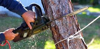 Best Tree Preservation Services  in Sanborn, IA