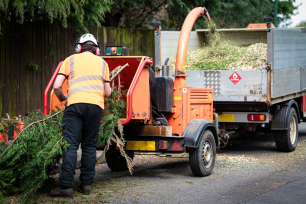 Trusted Sanborn, IA Tree Services Experts