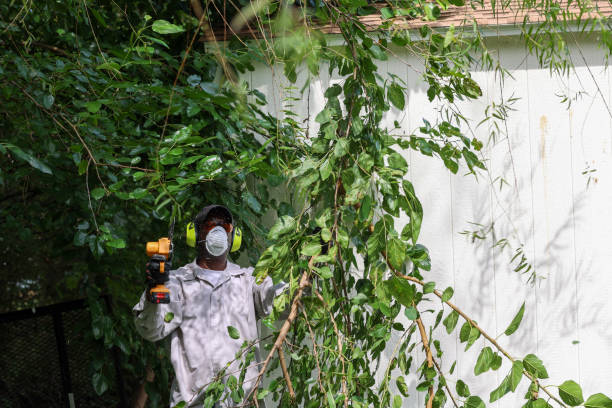 How Our Tree Care Process Works  in  Sanborn, IA
